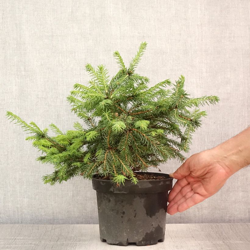 Ejemplar de Picea abies Maxwellii - Pícea común Maceta 2L/3LAltura de entrega aprox. 15/20cm entregado en verano