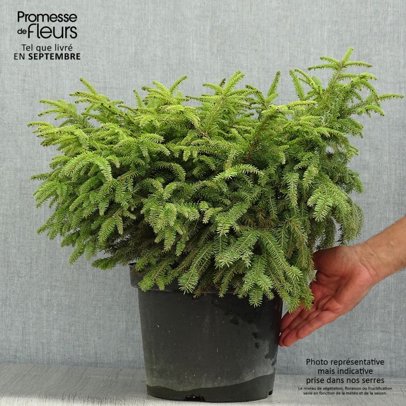 Ejemplar de Picea abies Nidiformis - Pícea común Maceta 7,5L/10LAltura de entrega aprox. 20/30cm entregado en verano