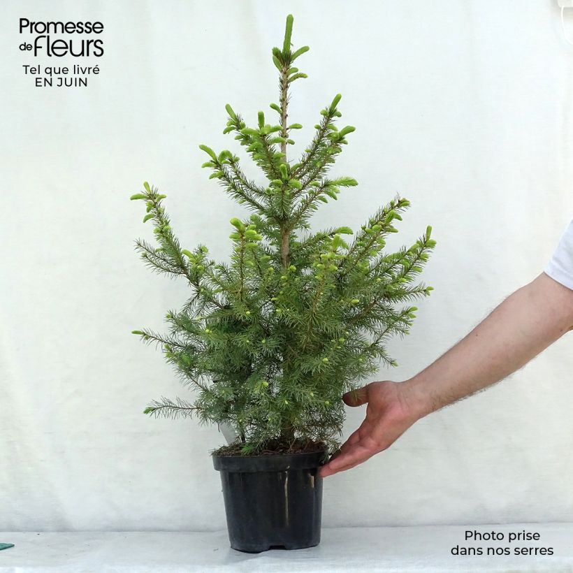 Ejemplar de Picea omorika Nana - Pícea de Serbia Maceta 2L/3LAltura de entrega aprox. 70cm entregado en verano