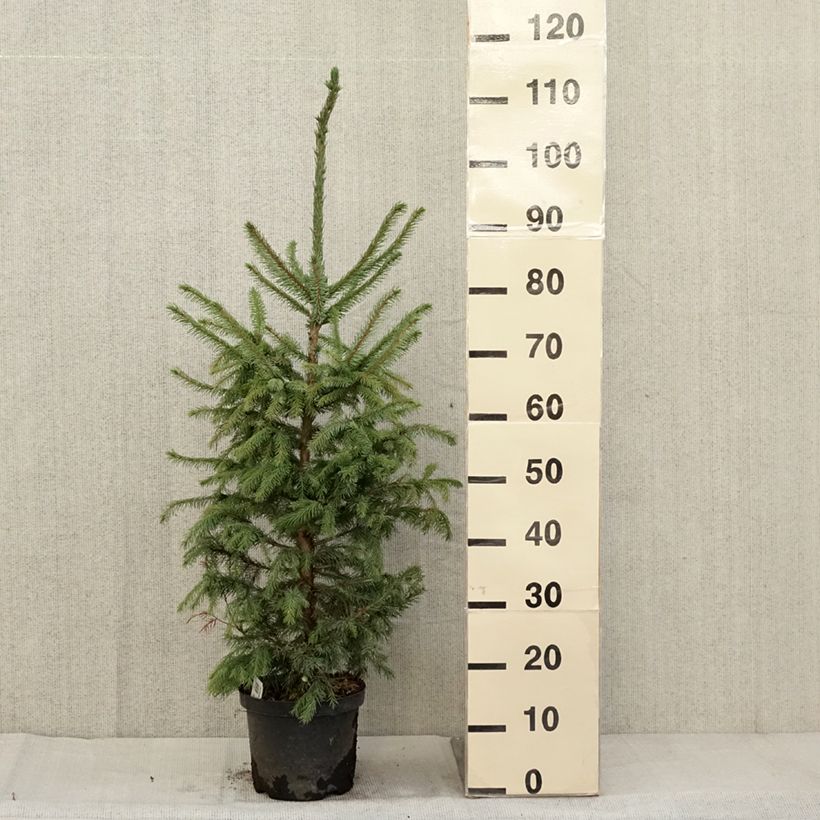 Ejemplar de Picea omorika Nana - Pícea de Serbia Maceta 2L/3L entregado en otoño