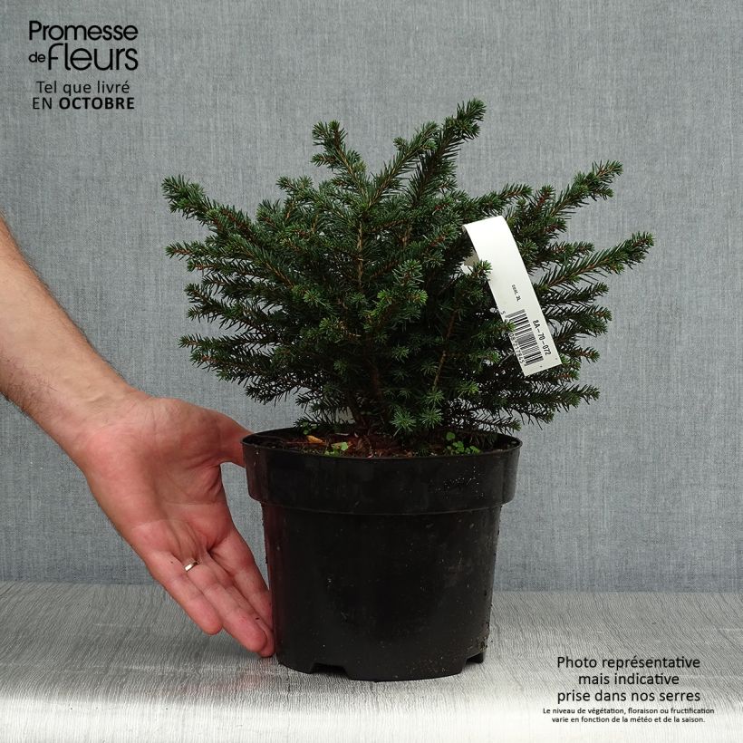 Ejemplar de Picea omorika Karel - Pícea de Serbia Maceta 2L/3L entregado en otoño