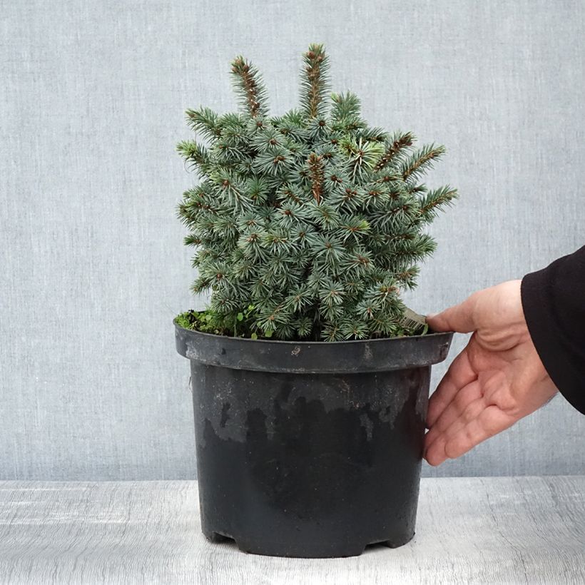 Ejemplar de Picea sitchensis Midget - Pícea de Sitka Maceta 4L/5L entregado en otoño