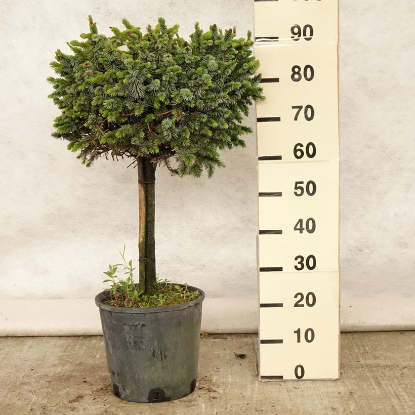 Ejemplar de Picea sitchensis Silberzwerg - Pícea de Sitka Maceta 12L/15LAltura de entrega aprox. 50/60cm entregado en verano
