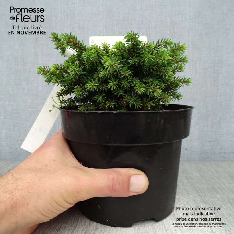 Ejemplar de Picea abies Little Gem - Pícea común Maceta 2L/3L entregado en otoño