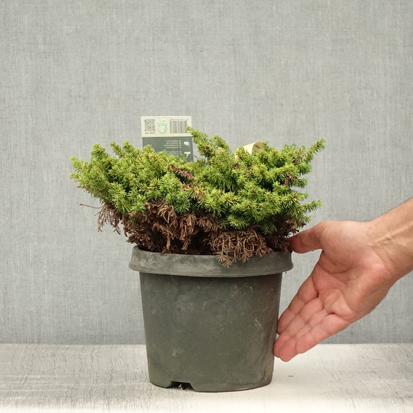 Ejemplar de Picea abies Little Gem - Pícea común Maceta 2L/3LAltura de entrega aprox. 15/20cm entregado en verano