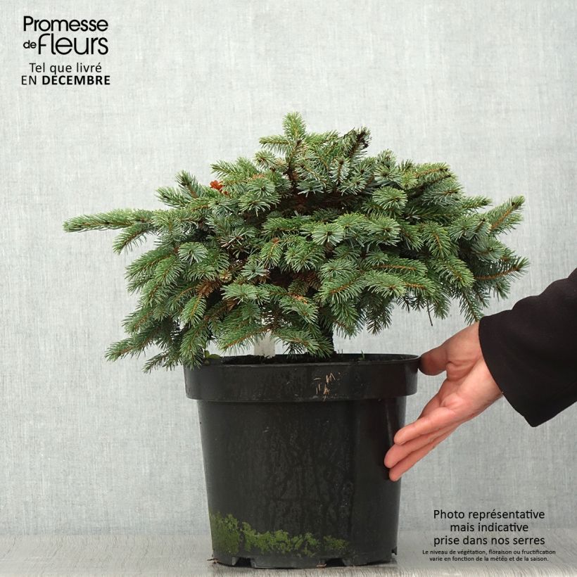 Ejemplar de Picea mariana Machala - Abeto negro Maceta 4L/5L entregado en otoño