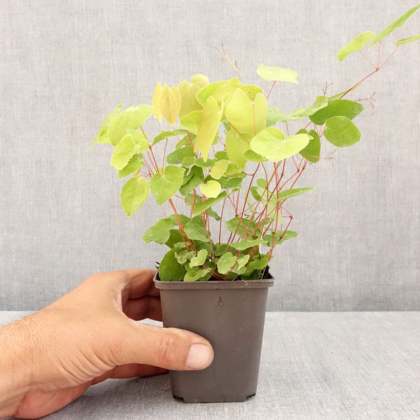 Ejemplar de Epimedium elongatum Maceta de 8/9 cm entregado en verano