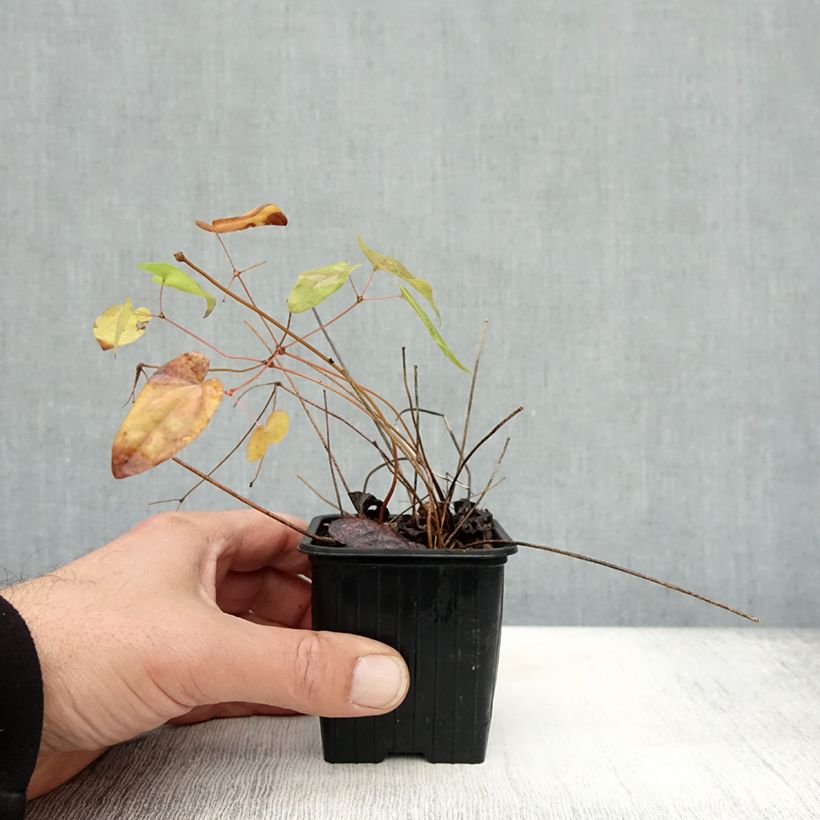 Ejemplar de Epimedium grandiflorum Lilafee Maceta de 8/9 cm entregado en otoño