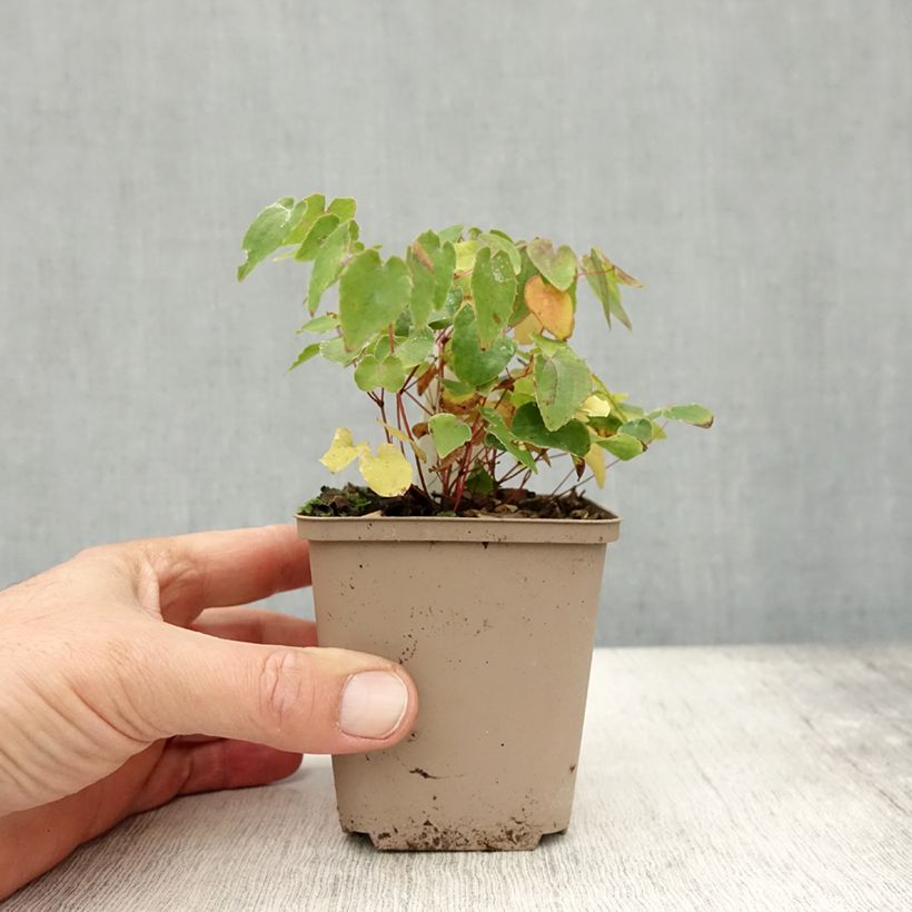Ejemplar de Epimedium grandiflorum Shiho Maceta de 8/9 cm entregado en otoño