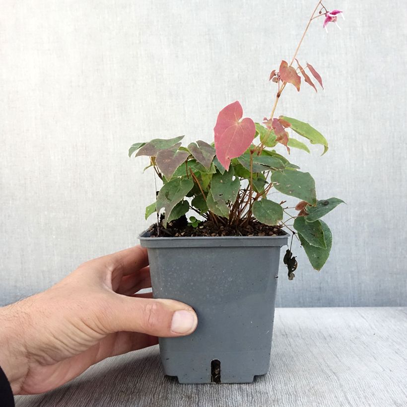 Ejemplar de Epimedium grandiflorum Pretty in Pink Maceta 1L/1,5L entregado en otoño