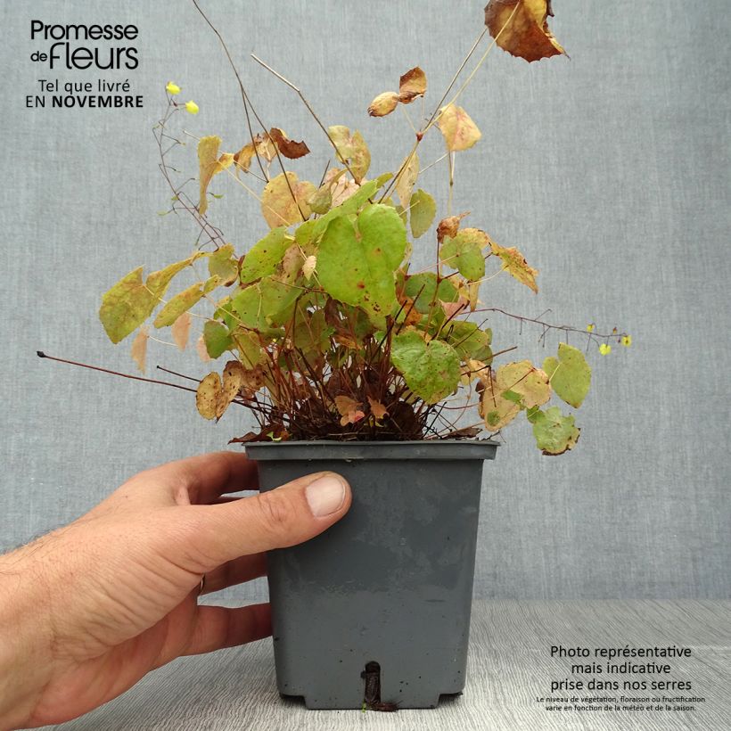 Ejemplar de Epimedium platypetalum Sunny and Share Maceta 1L/1,5L entregado en otoño