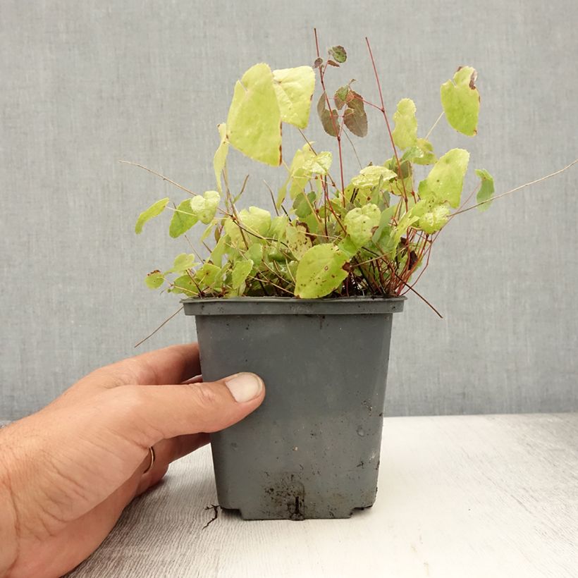 Ejemplar de Epimedium platypetalum Sunny and Share Maceta 1L/1,5L entregado en verano