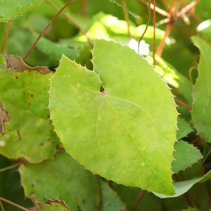 Epimedium platypetalum Sunny and Share (Follaje)