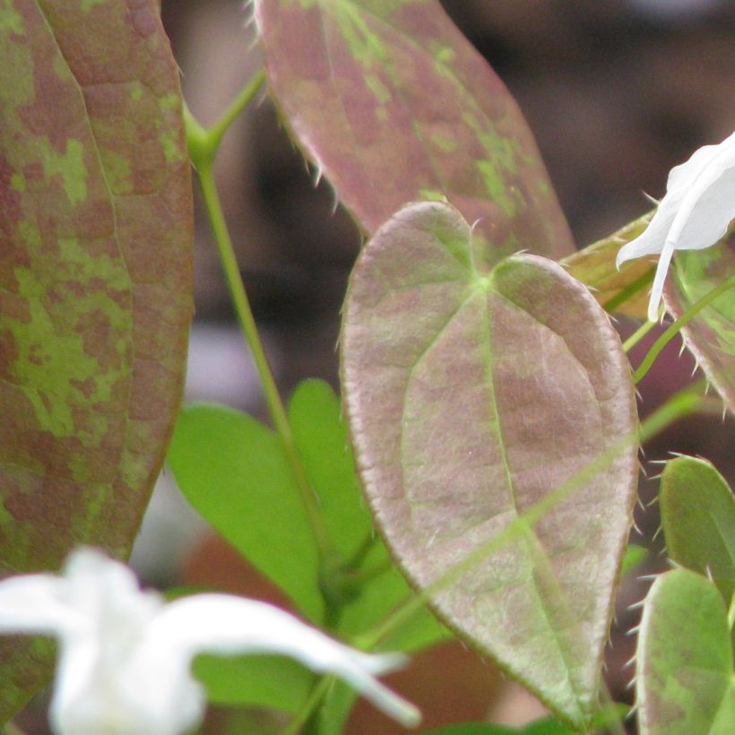 Epimedium ogisui (Follaje)