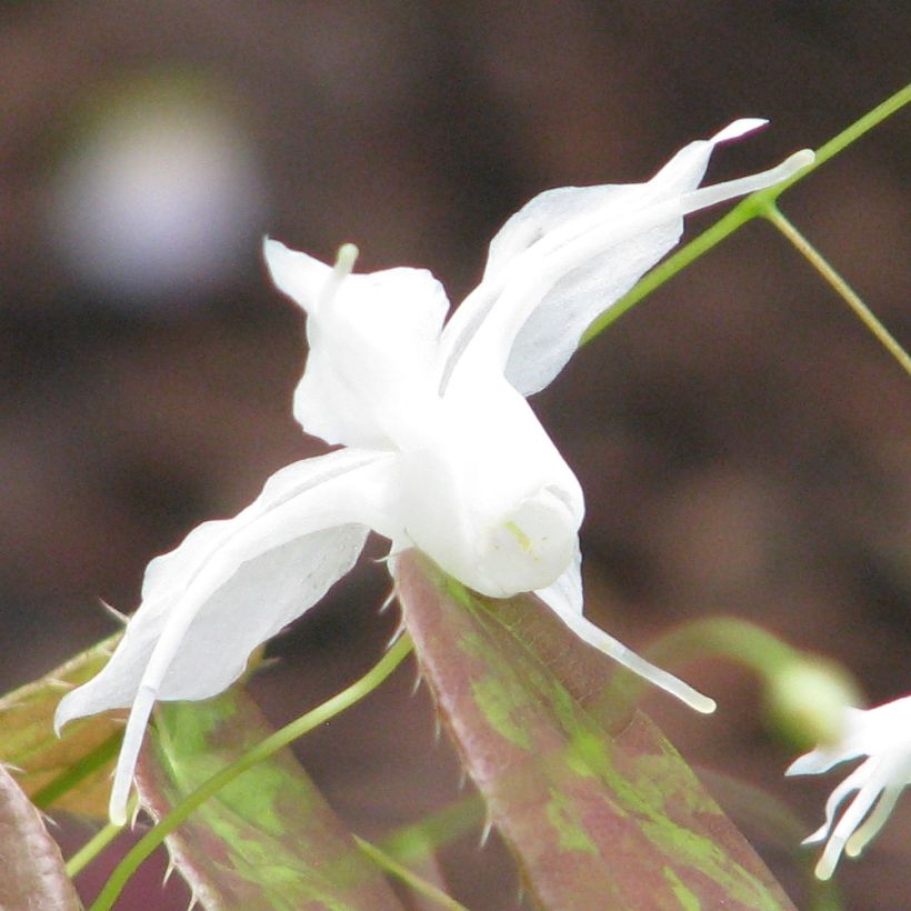 Epimedium ogisui (Floración)