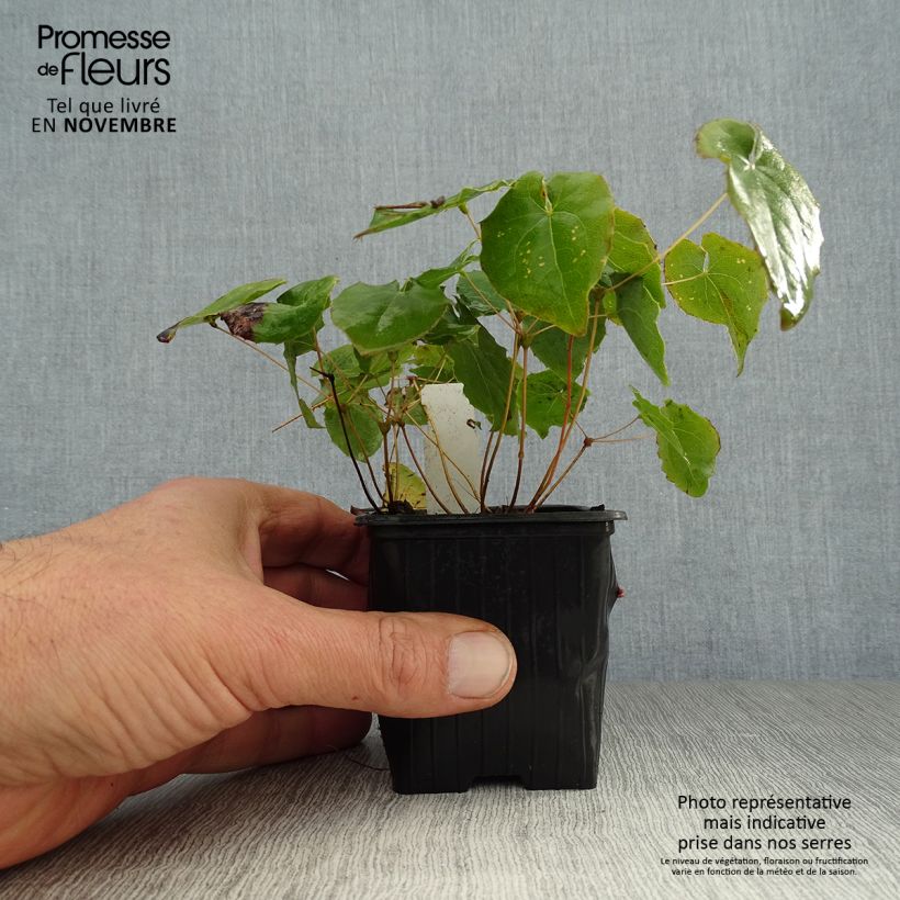 Ejemplar de Epimedium perralchicum Fröhnleiten Maceta de 8/9 cm entregado en otoño