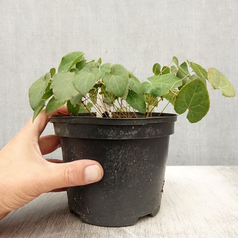Ejemplar de Epimedium perralchicum Fröhnleiten Maceta 2L/3L entregado en otoño