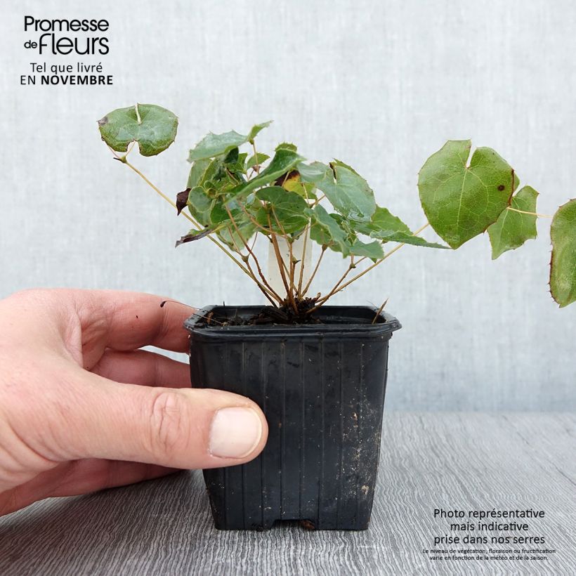 Ejemplar de Epimedium perralderianum Maceta de 8/9 cm entregado en otoño