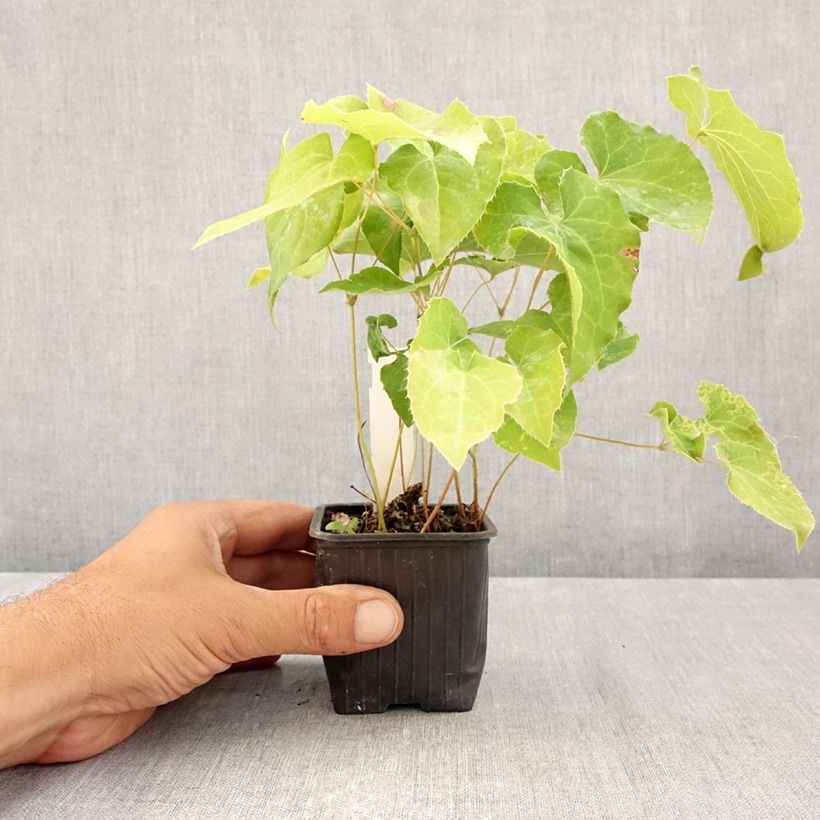 Ejemplar de Epimedium perralderianum Maceta de 8/9 cm entregado en verano