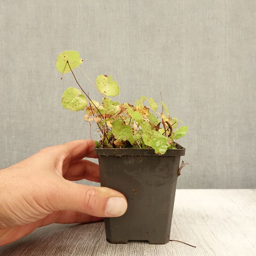 Ejemplar de Epimedium platypetalum Maceta de 8/9 cm entregado en otoño