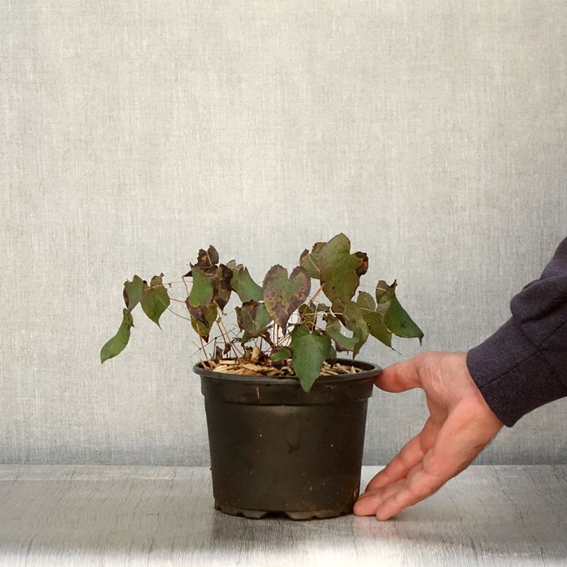 Ejemplar de Epimedium rubrum Maceta 2L/3L entregado en otoño