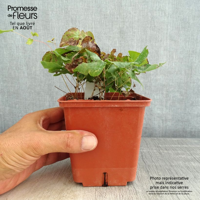Ejemplar de Epimedium rubrum Galadriel - Fleur des Elfes Pot de 1L/1.5L entregado en verano