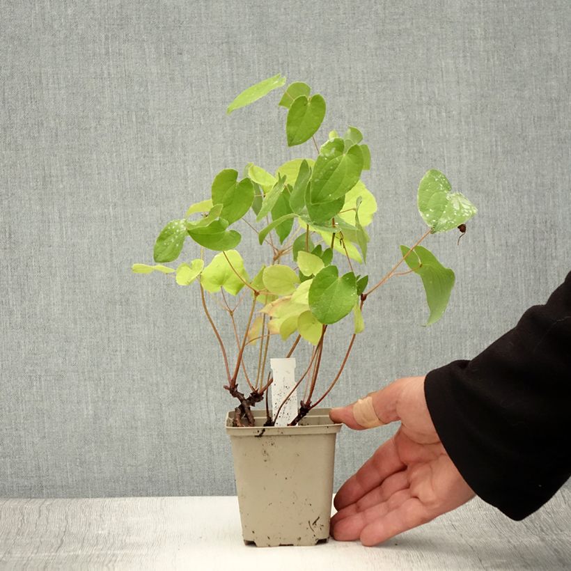 Ejemplar de Epimedium warleyense - Fleur des Elfes en godet de 8/9 cm entregado en verano