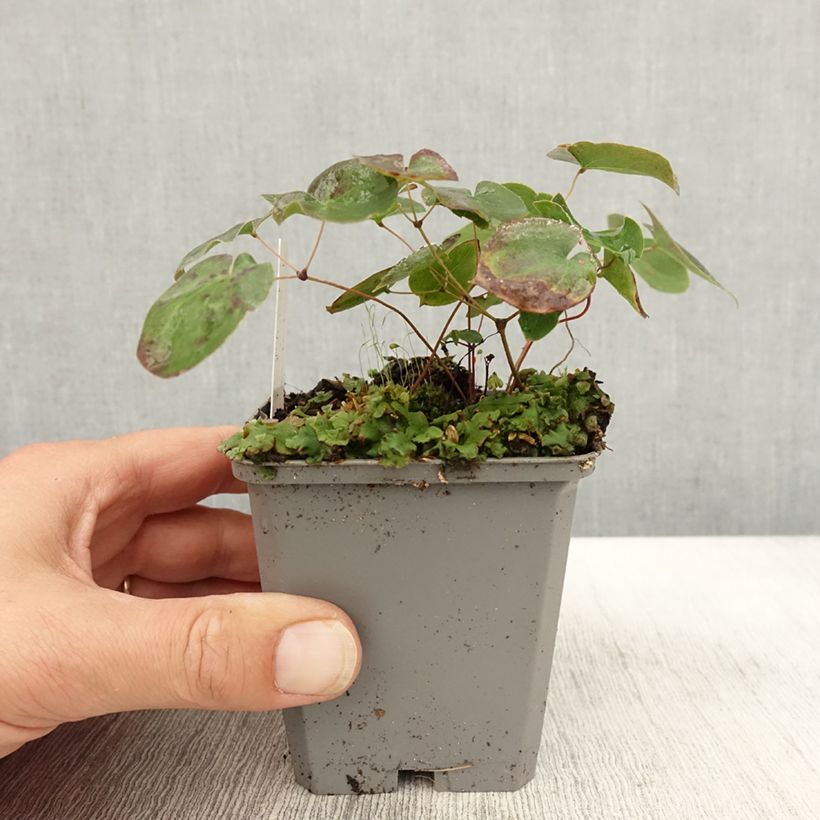 Ejemplar de Epimedium versicolor Sulphureum Maceta de 7/8 cm entregado en otoño