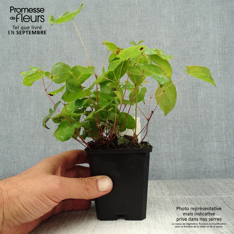 Ejemplar de Epimedium versicolor Sulphureum Maceta de 7/8 cm entregado en verano