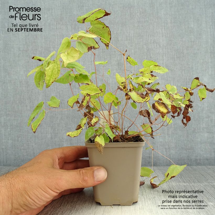 Ejemplar de Epimedium youngianum Merlin Maceta de 8/9 cm entregado en verano