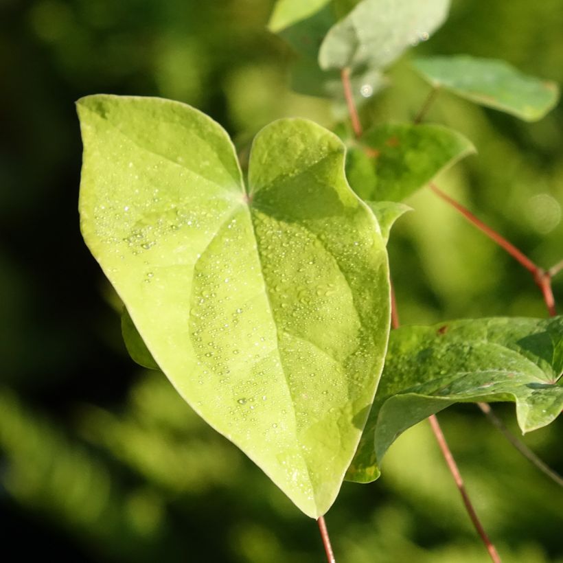 Epimedium youngianum Merlin (Follaje)