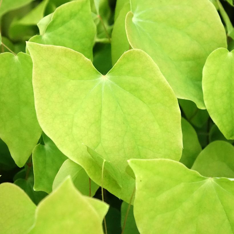 Epimedium youngianum Roseum (Follaje)