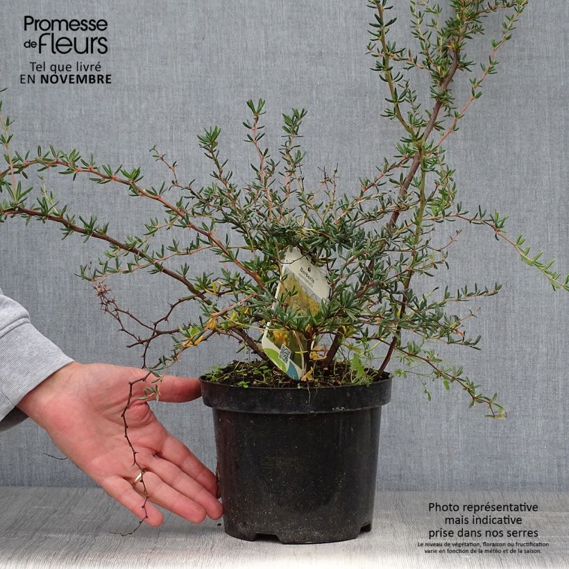 Ejemplar de Agracejo - Berberis stenophylla - Agracejo Maceta 2L/3L entregado en otoño