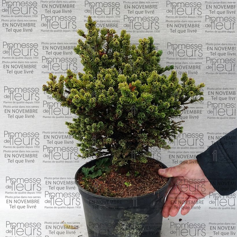 Ejemplo de ejemplar de Picea glauca Cecilia - Pícea blanca Maceta 4L/5L tal y como se entrega