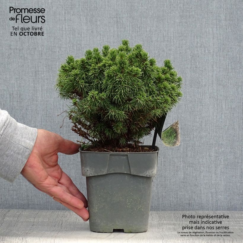 Ejemplar de Picea glauca Alberta Globe - Pícea blanca Maceta 2L/3L entregado en otoño