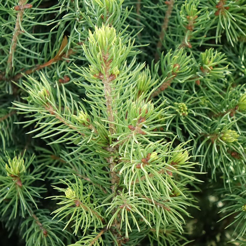 Picea glauca Biesenthaler Frühling - Pícea blanca (Follaje)