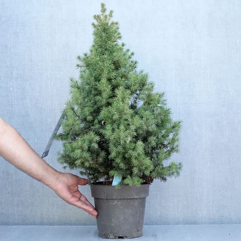 Ejemplar de Picea glauca Biesenthaler Frühling - Pícea blanca Maceta 4L/5L entregado en verano