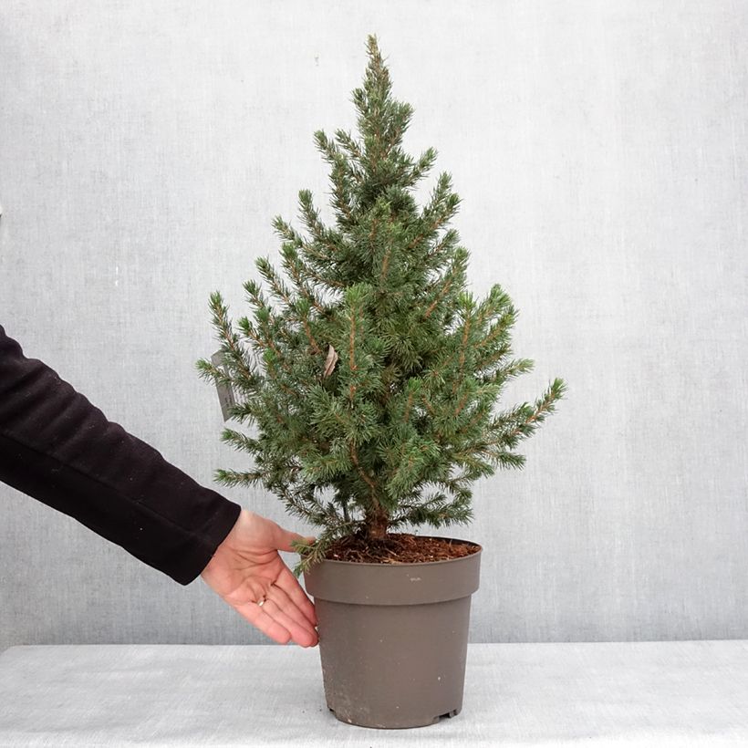 Picea glauca Biesenthaler Frühling - Pícea blanca Maceta 4L/5L Ejemplar entregado en invierno