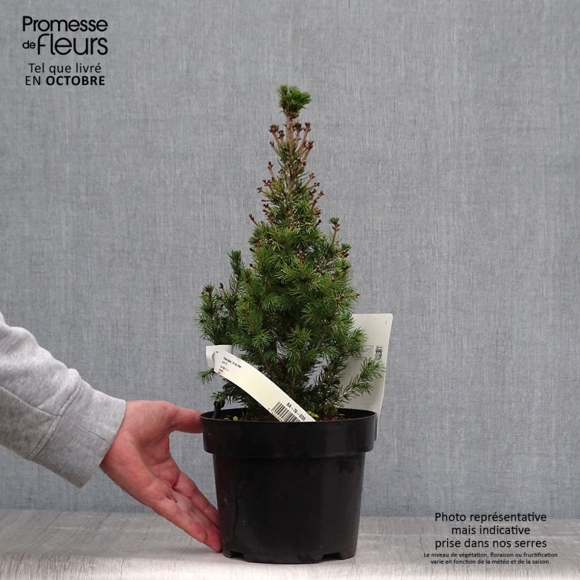 Ejemplar de Picea glauca Daisy's White - Pícea blanca Maceta 2L/3L entregado en otoño