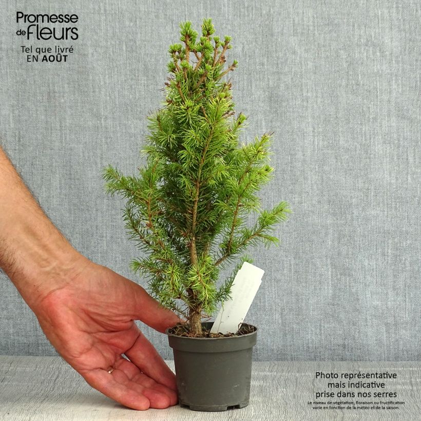 Ejemplar de Picea glauca Daisy's White - Pícea blanca Maceta de 8/9 cm entregado en verano