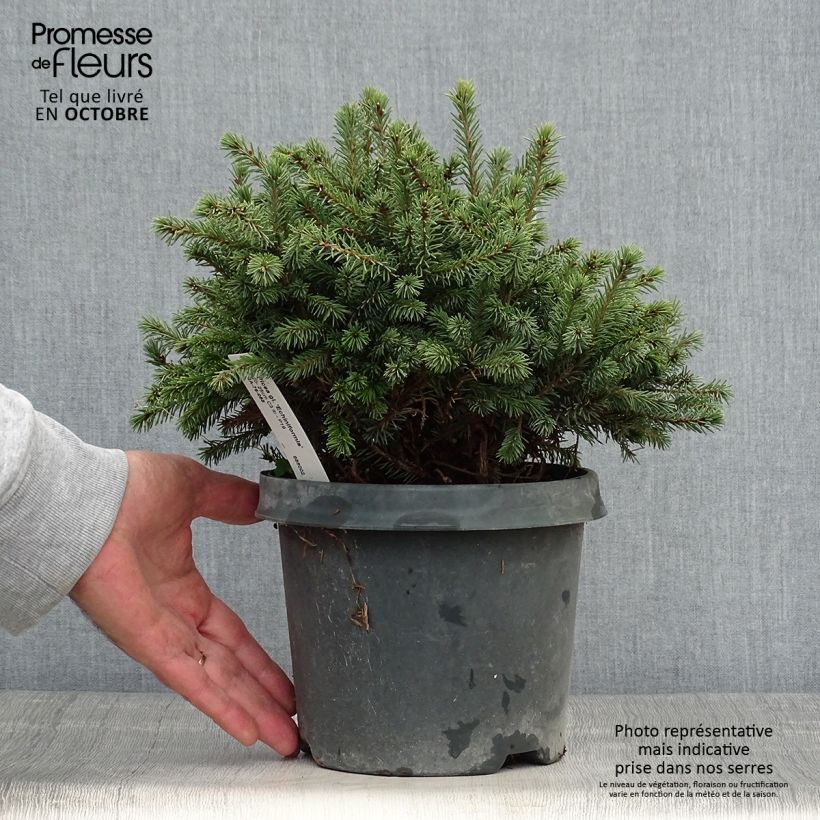 Ejemplar de Picea glauca Echiniformis - Pícea blanca Maceta 2L/3L entregado en otoño