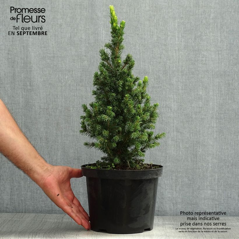 Ejemplar de Picea glauca Rainbow's End - Pícea blanca Maceta 2L/3L entregado en verano