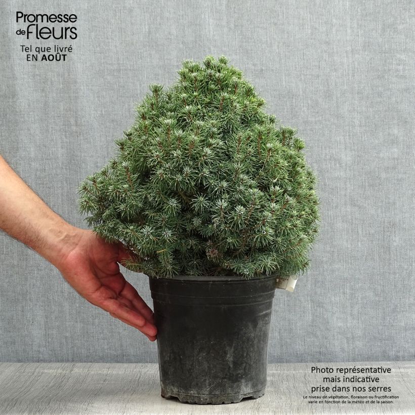 Ejemplar de Picea glauca Sander's Blue - Pícea blanca Maceta 4L/5LAltura de entrega aprox. 40cm entregado en verano
