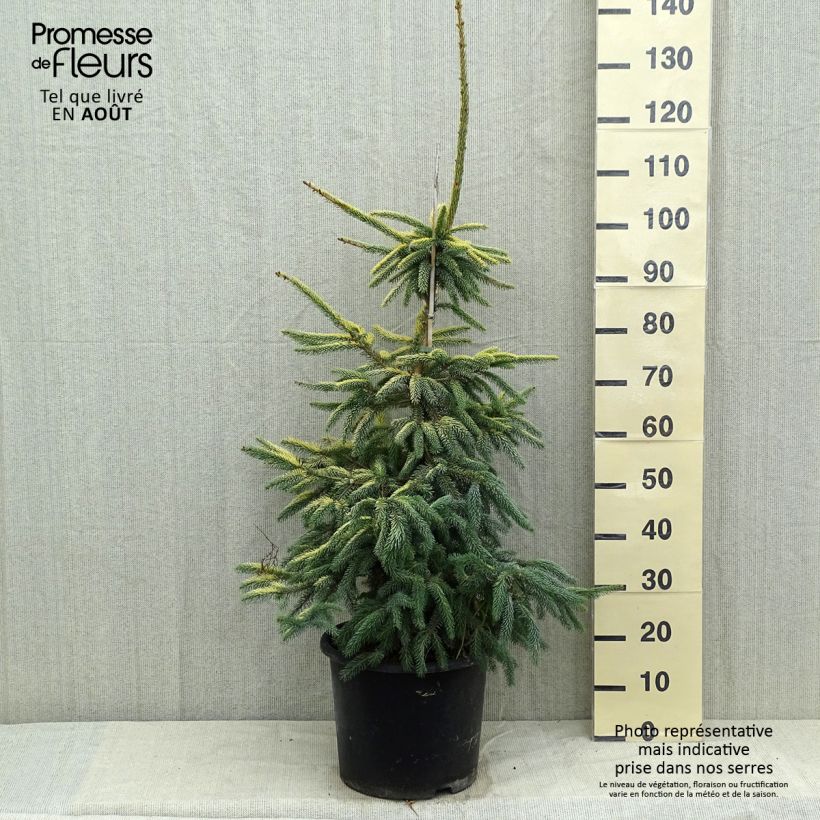 Ejemplar de Picea mariana Aurea - Abeto negro Maceta 12L/15L entregado en verano