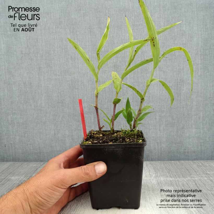 Ejemplar de Epipactis gigantea - Epipactis gigante Maceta 1L/1,5L entregado en verano