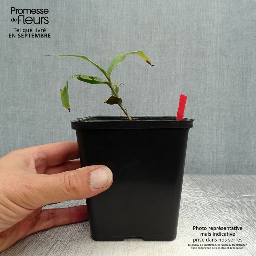 Ejemplar de Epipactis gigantea Night Serpentine Maceta 1L/1,5L entregado en otoño