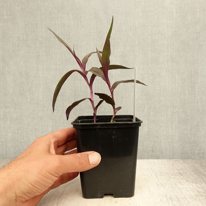 Ejemplar de Epipactis gigantea Night Serpentine - Orchidée de jardin  Pot de 1L/1,5L entregado en verano