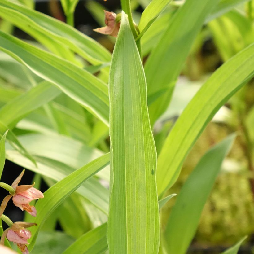 Epipactis Sabine - Orquídea (Follaje)