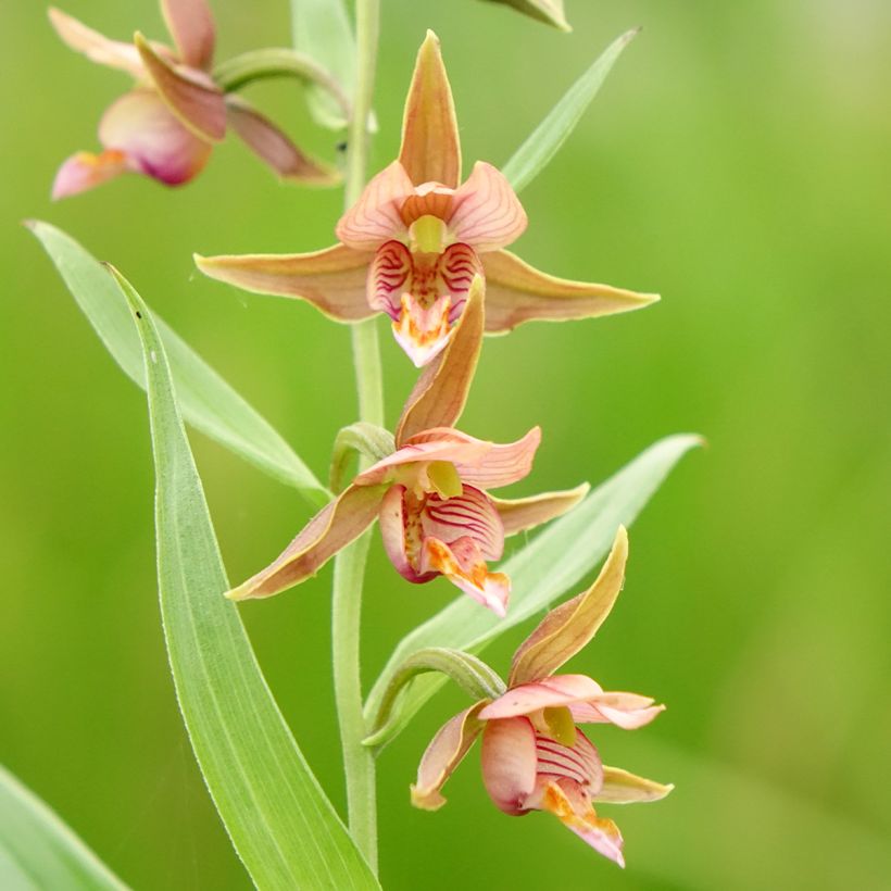 Epipactis Sabine - Orquídea (Floración)