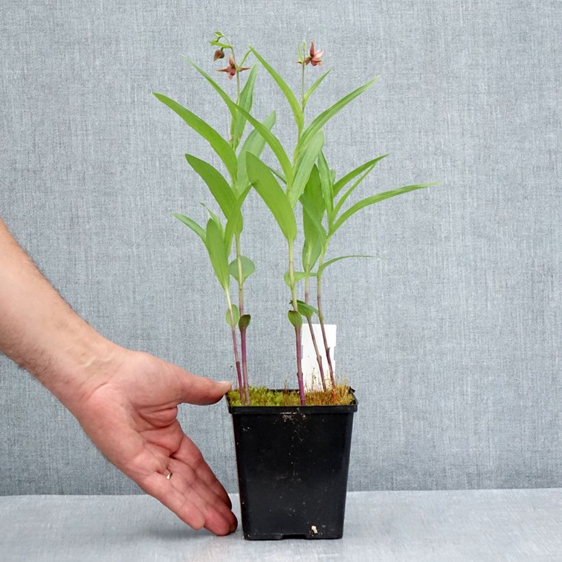 Ejemplar de Epipactis Sabine - Orquídea Maceta 1L/1,5L entregado en verano